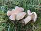 Márványos pereszke (Lepista panaeolus), Budai-hegység